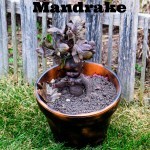 Harry Potter Mandrake