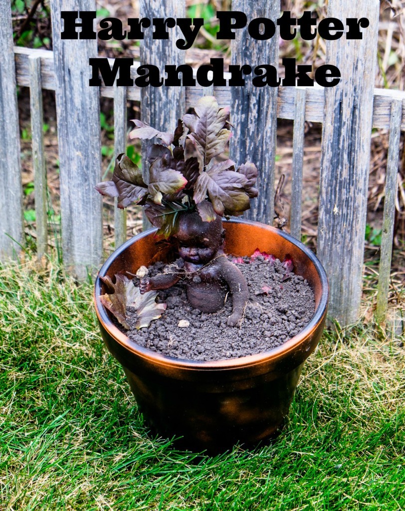 Harry Potter Mandrake