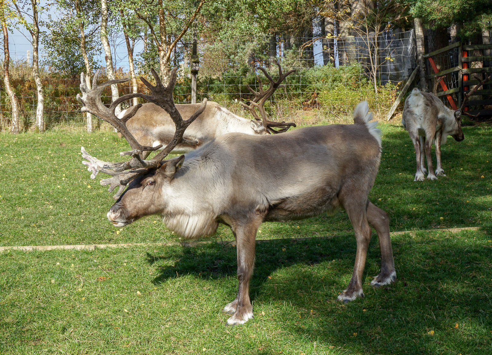 where-to-feed-reindeer-in-scotland