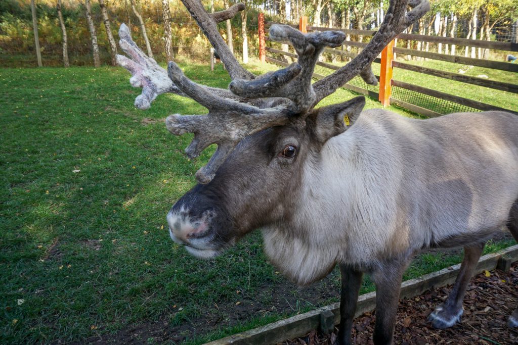 Where to Feed Reindeer in Scotland