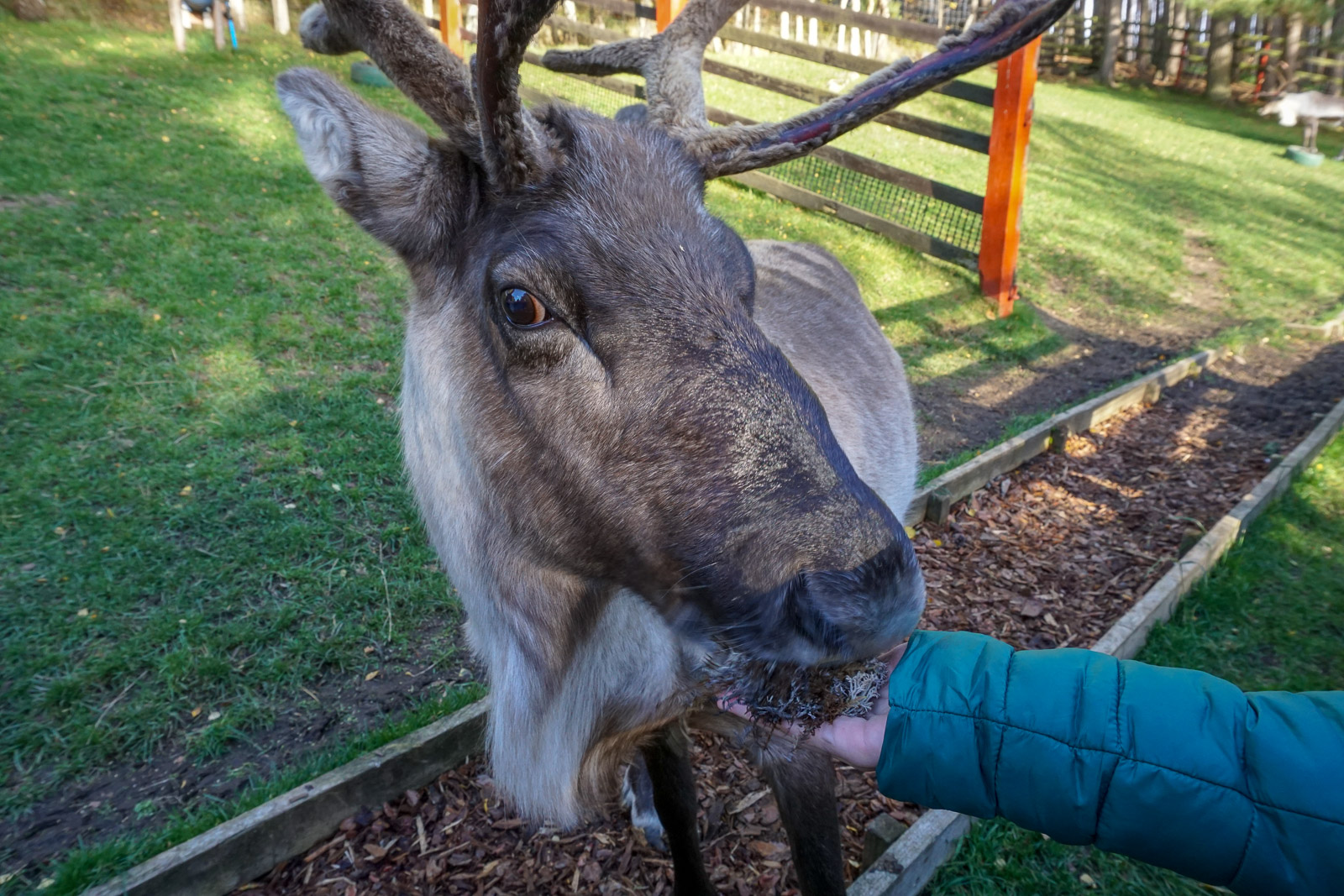 christmas-reindeer-yard-decorations