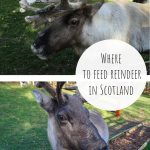 Where to Feed Reindeer in Scotland