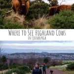 Highland Cows are popular in Scotland but you don't need to go to the Highlands to see them. This is where to see Highland Cows in Edinburgh!