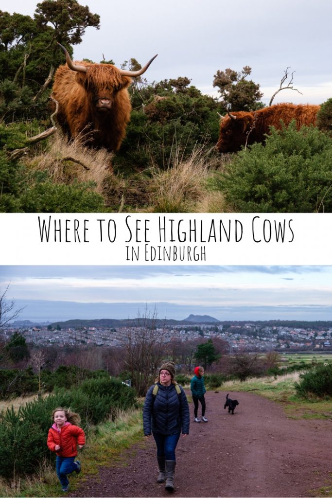 Highland Cows are popular in Scotland but you don't need to go to the Highlands to see them. This is where to see Highland Cows in Edinburgh!