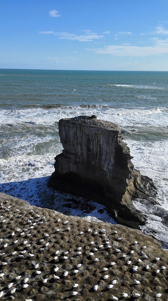 gannet colony at Muriwai Beach