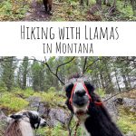 Hiking with Llamas in Montana