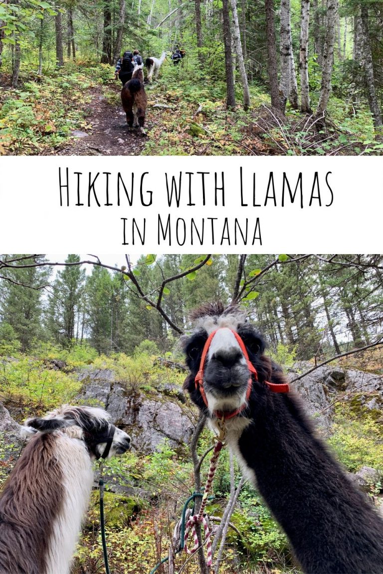 Hiking with Llamas Swan Mountain Llama Trekking in Montana