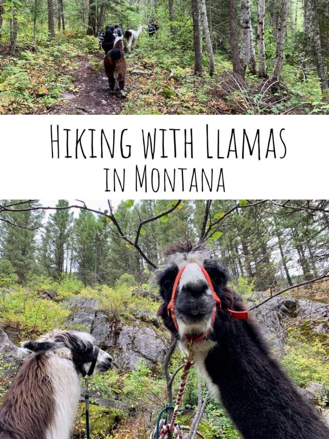 Hiking with Llamas in Montana