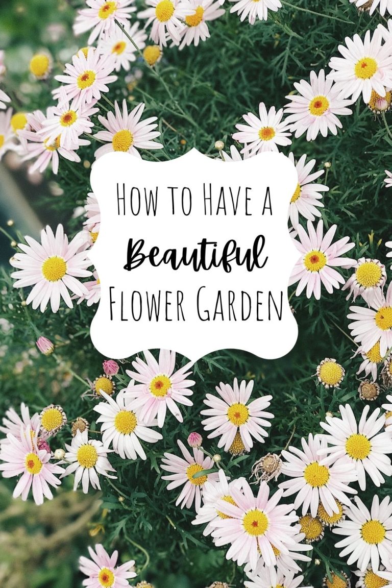 How to Have a Beautiful Flower Garden