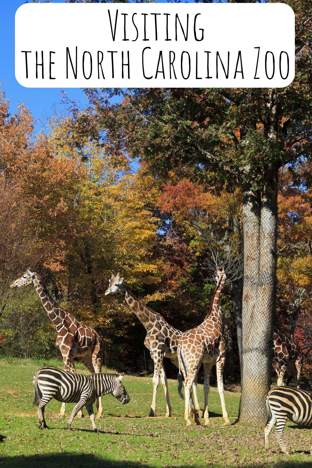 Visiting the North Carolina Zoo | Everything You Need To Know