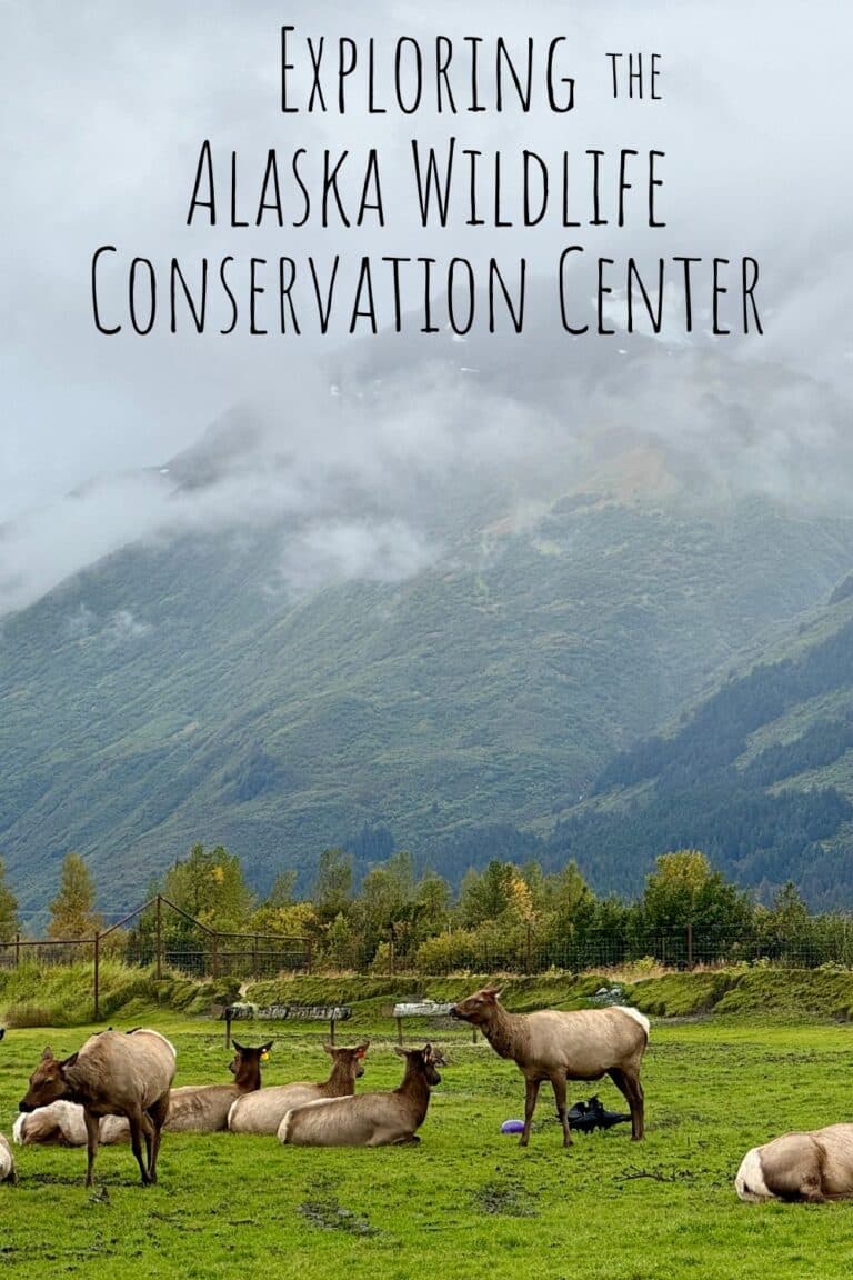 Exploring the Alaska Wildlife Conservation Center: A Journey Through Conservation and Wildlife Protection