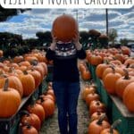 Top Pumpkin Patches to Visit in North Carolina